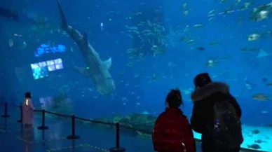 Çin robot balina köpekbalığını tanıttı!