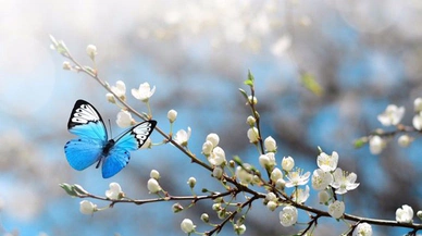 Baharın müjdecisi cemrelerin sonuncusu toprağa düştü