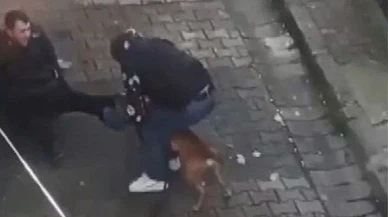 Pitbull dehşet saçmıştı... Isırdığı şahıs suç makinesi çıktı