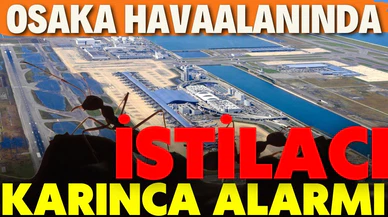 Osaka havaalanı çevresinde "istilacı ve yabancı" bir karınca türüne rastlandı