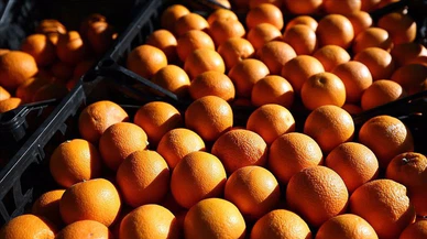 Rusya, Türkiye’den bazı tarım ürünlerinin ithalatına yönelik kısıtlamaları kaldırdı