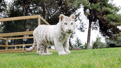 Villada bulunan 'beyaz kaplan', Gaziantep'te koruma altına alındı