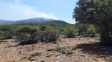 Mersin'de çıkan orman yangını kontrol altına alındı