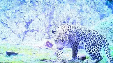 Bakan Kirişci açıkladı: 48 yıl sonra Anadolu leoparı görüldü