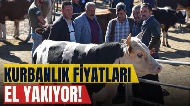 Kurbanlık fiyatları el yakıyor!