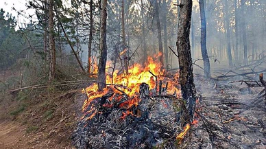 İzmir'in Kemalpaşa ilçesindeki orman yangını kontrol altına alındı