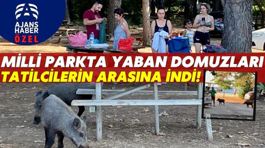 Yaban domuzları bayram tatilcilerinin arasına indi