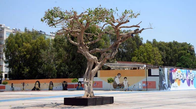 Yarım asırlık ağacı asit enjekte edip kuruttular