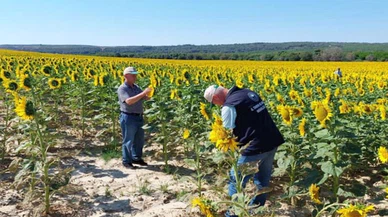 Çanakkale'de çayır tırtılı ile mücadele başladı