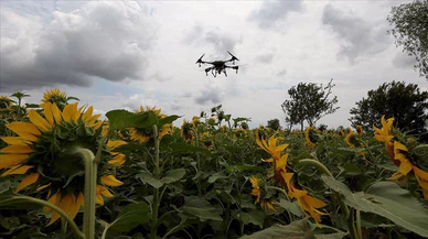 Trakya'da ayçiçeği tarlalarındaki 'çayır tırtılına' karşı dron ile ilaçlama sürüyor