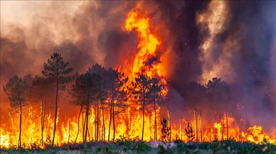 Fransa'nın Gard bölgesindeki yangında 370 hektar alan zarar gördü