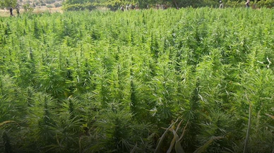 Hatay'da 12 bin 878 kök  kenevir ele geçirildi!