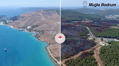 Bakan Kirişci: Yanan ormanların yüzde 75'inde yeniden ormanlaştırma tamamlandı