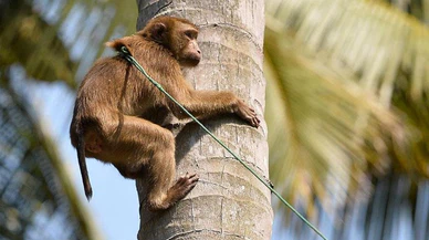 Brezilya'da maymunlara saldırılar artıyor!