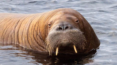 Norveç'te deniz aygırı Freya'nın öldürülmesi çevrecileri ayağa kaldırdı