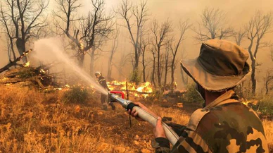 Cezayir'deki orman yangınlarında ölü sayısı 41'e yükseldi