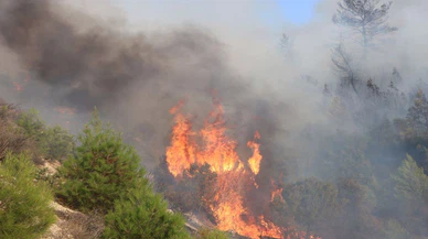 Manisa'daki orman yangını kontrol altına alındı