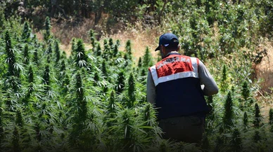 Bingöl'de Narko Terör Operasyonu, 92 bin 630 kök Hint keneviri ele geçirildi!