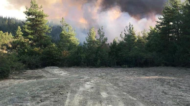 Bursa'da çıkan orman yangınına müdahale ediliyor!