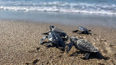 Deniz kaplumbağası yavruları denizle buluştu