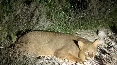 Soyu tehlike altındaki "saz kedisi" Iğdır'da yaşıyor!