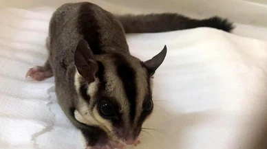 İstanbul'da ticareti yasak iki uçan sincap ele geçirildi!