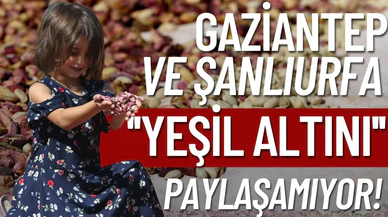 Paylaşılamayan lezzet: Yeşil altın!
