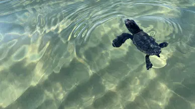 Caretta caretta yavruları denize ulaştı!