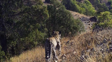 Anadolu leoparı bir kez daha görüntülendi