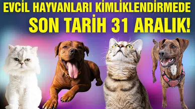 Evcil Hayvanlarını kimliklendirmek için son tarih 31 Aralık!