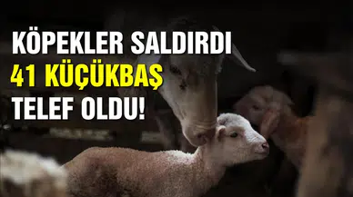 Köpekler 41 küçükbaş hayvana saldırdı!