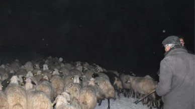 Ağrı'da etkili olan kar ve siste çobanların zorlu mesaisi sürüyor!