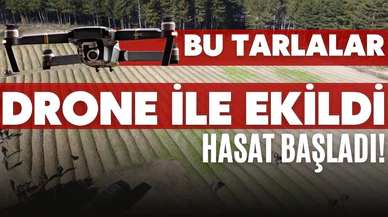 Drone ile ekilip ilaçlanan tarlalarda hasat başladı