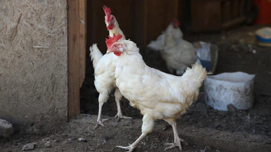 Tavuğun altından, uyuşturucu çıktı!