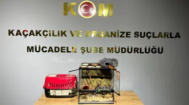 Kaçak hayvan ticareti yaptılar!