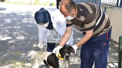 Adıyaman'da sahipsiz hayvanlara kuduz aşısı yapılıyor