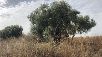 İsrail güçleri Batı Şeria'da 2 bin zeytin ağacını söktü!