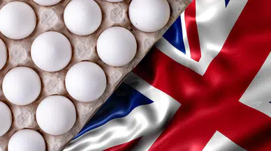 İngiltere'de yumurta krizi