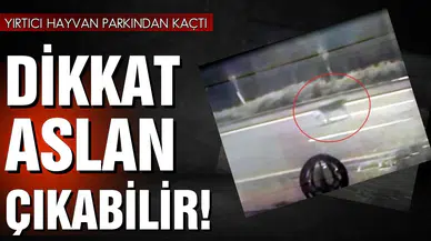 Başkent'te aslan paniği!