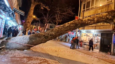 Bursa'da devrilen ağaç iş yerlerine zarar verdi