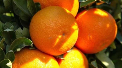 Bodrum mandalinasından 7-8 bin ton rekolte bekleniyor