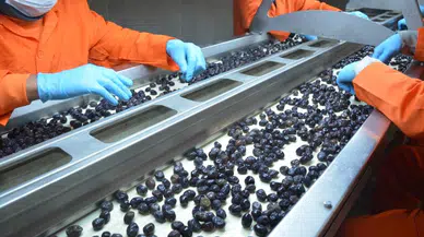 Cezaevindeki zeytinyağı fabrikasında üretim başladı!