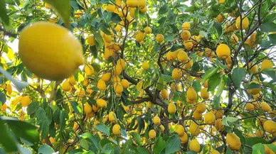 Göze limon sıkılır mı? Göze limon sıkılırsa ne olur?