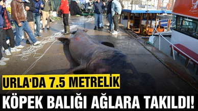 Urla'da 7,5 metrelik ölü köpek balığı ağlara takıldı
