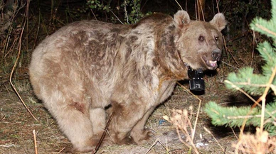 Nevşehir'de köye inen boz ayı yakalanıp doğaya salındı