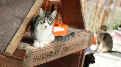 Denizli'de sahipsiz hayvanlar için yerden ısıtmalı barınak