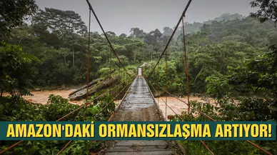 Amazon'da 3 bin futbol sahası büyüklüğünde orman yok oldu