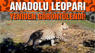 Anadolu leoparı iki ayrı bölgede yeniden görüntülendi!