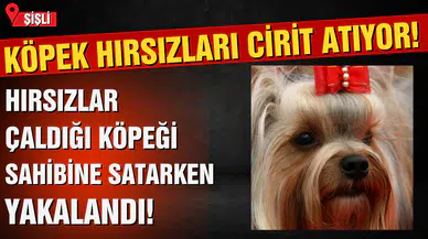 Köpek hırsızları cirit atıyor: İstanbul'da çaldıkları cins köpeği sahibine satmak istediler!