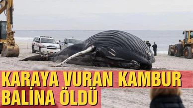 Amerika'da Kambur balina karaya vurdu
